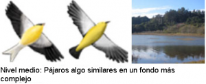 Aves_3