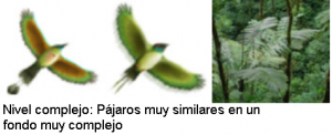Aves_4